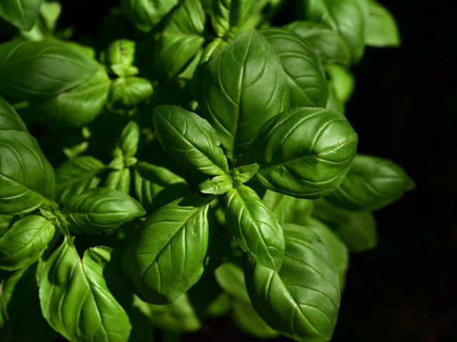 Basil Essential Oil