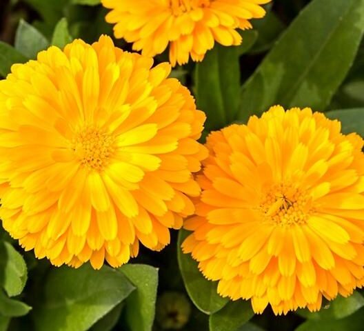 Calendula officinalis